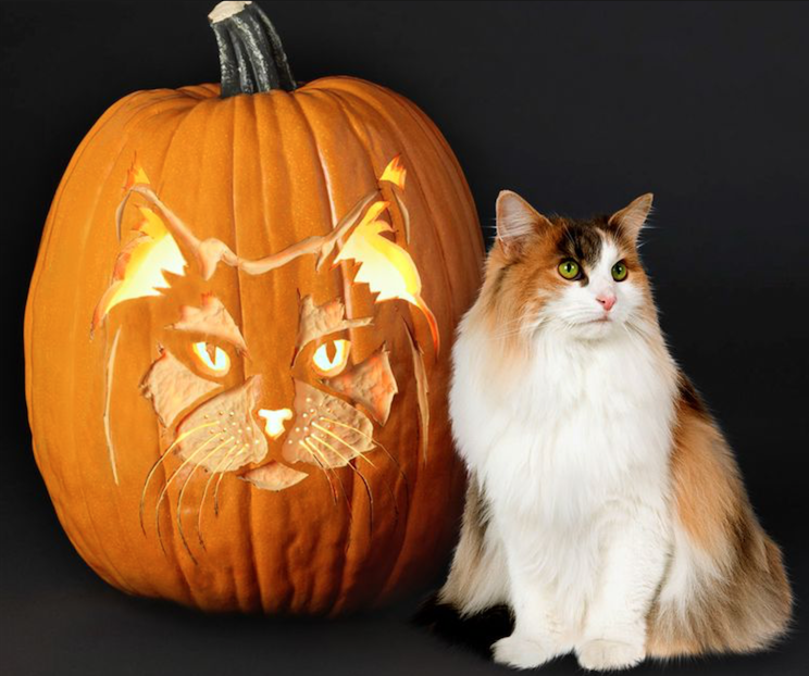 DIY Cat Pumpkins post thumbnail